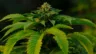 CannaClear.com | Shop Bulk Delta-8 THC, Bulk HHC and other hemp products online