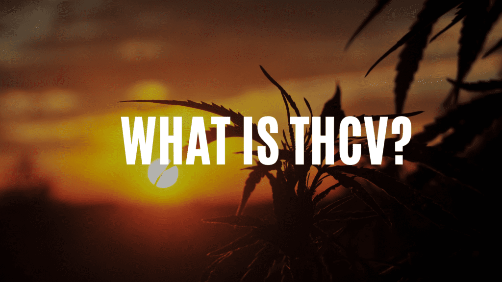 CannaClear.com | Shop Bulk Delta-8 THC, Bulk HHC and other hemp products online