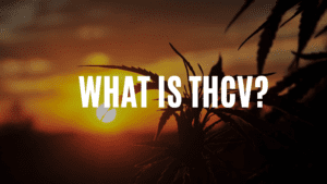 CannaClear.com | Shop Bulk Delta-8 THC, Bulk HHC and other hemp products online