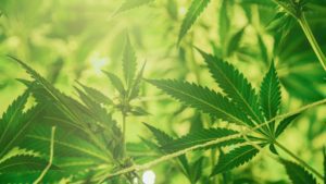 CannaClear.com | Shop Bulk Delta-8 THC, Bulk HHC and other hemp products online