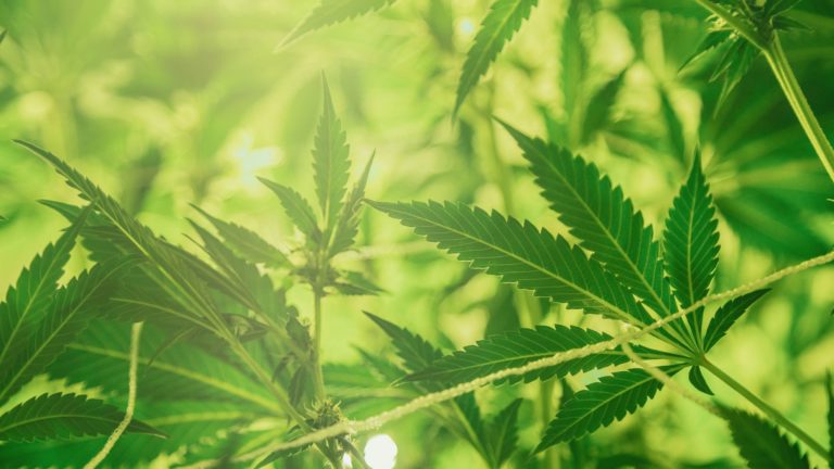 CannaClear.com | Shop Bulk Delta-8 THC, Bulk HHC and other hemp products online