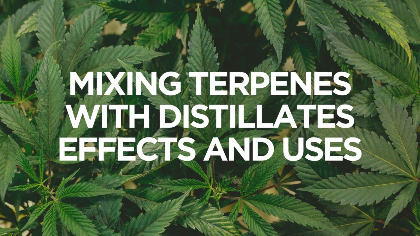 Mixing Terpenes with Distillates – Effects and Uses - CBD Category | CannaClear